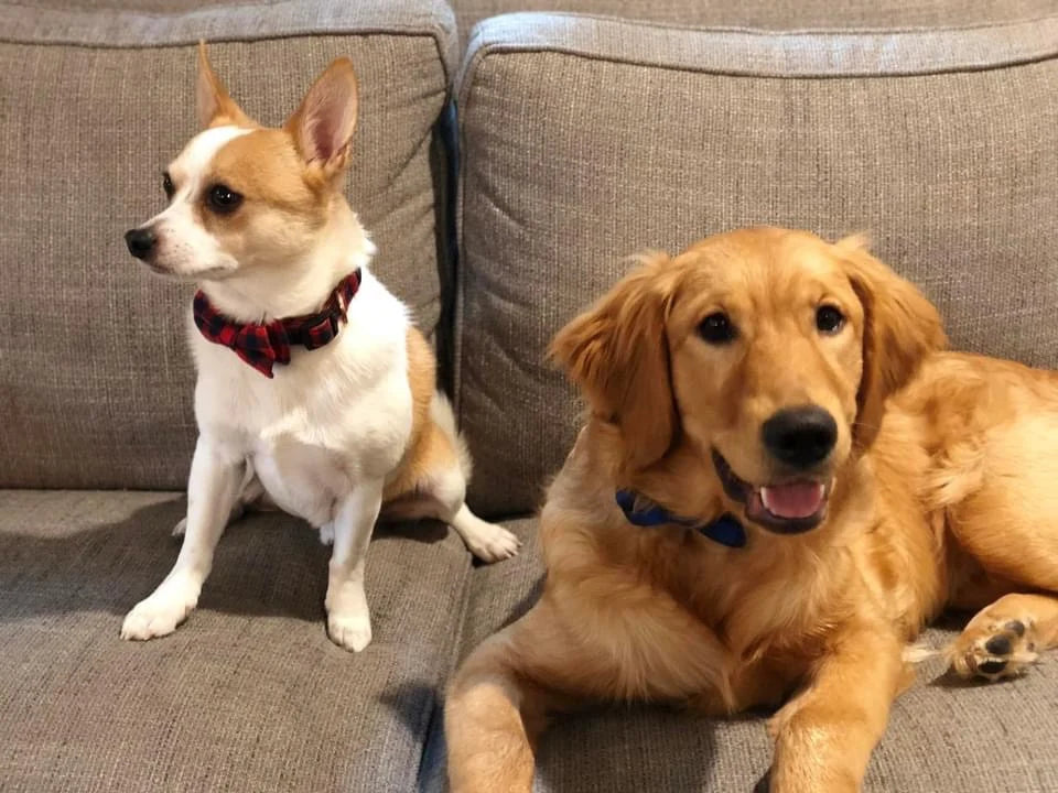 Sløjfe Hundehalsbånd