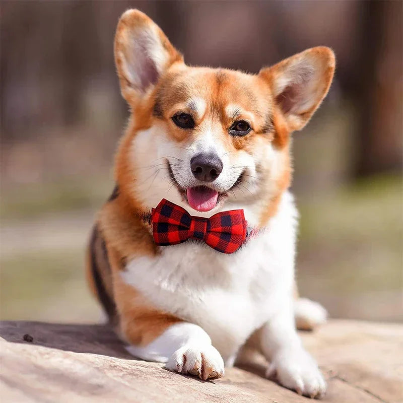 Sløjfe Hundehalsbånd
