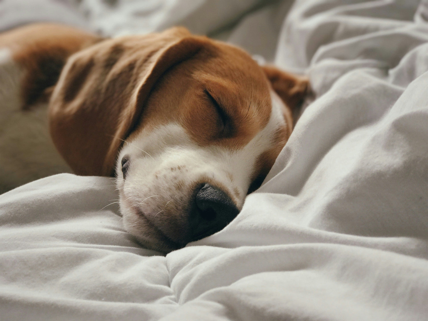 Comfort & Care