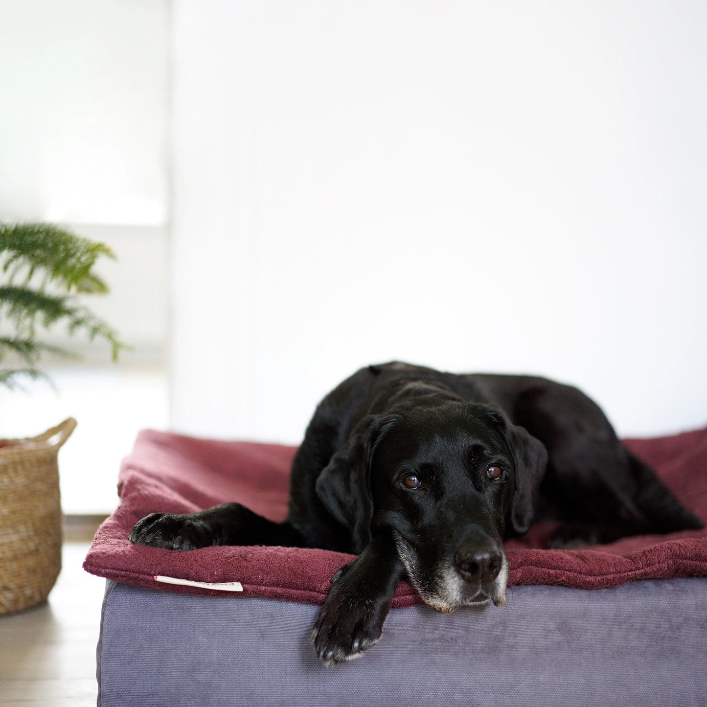 Flexdog Drying Mats