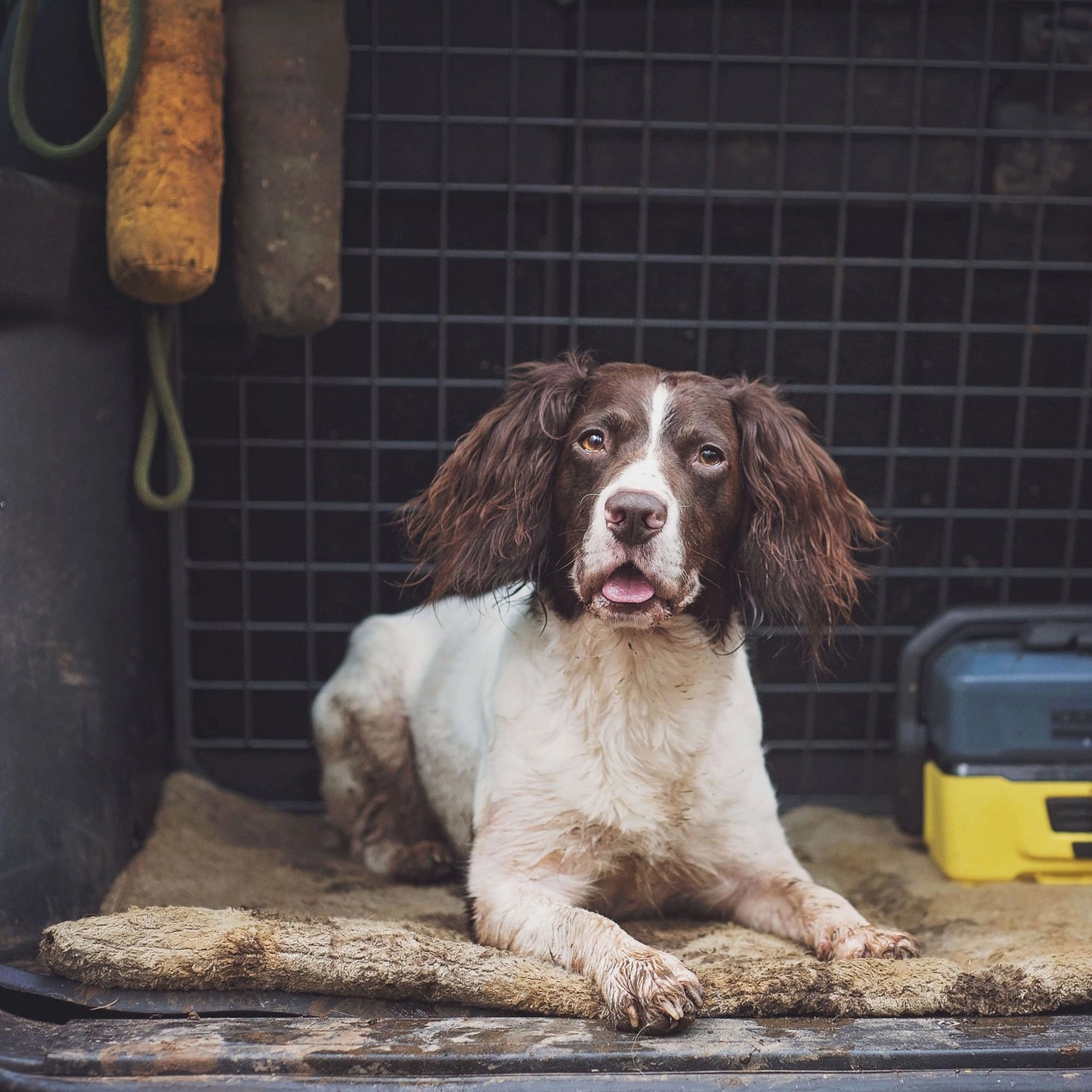 Flexdog Drying Mats