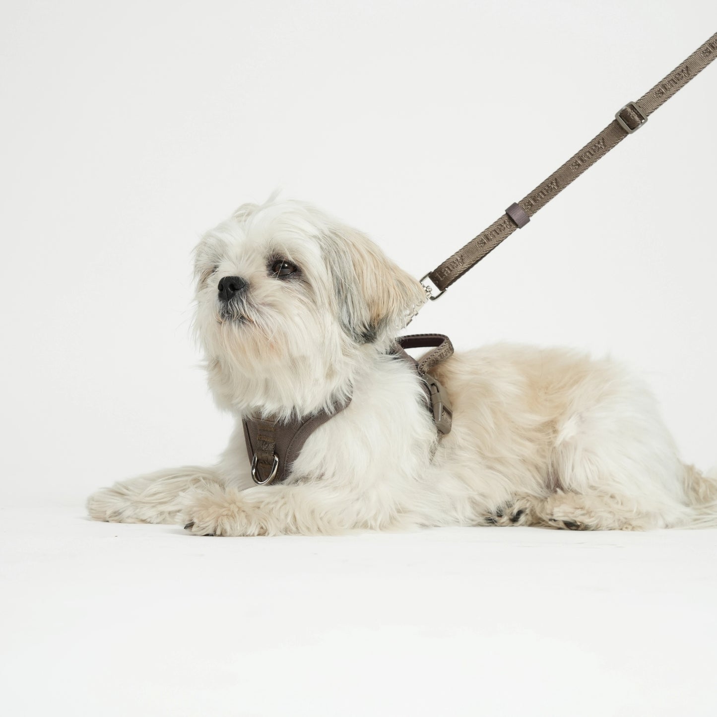Hands-Free Dog Leash – Mocha