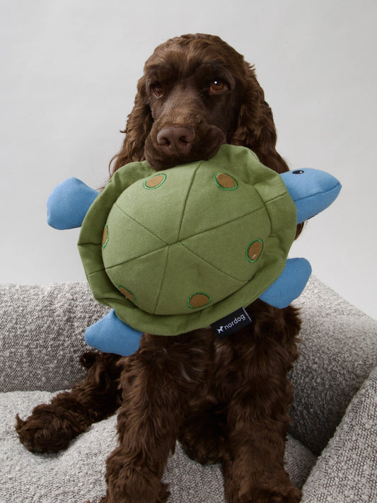 Kim the Turtle