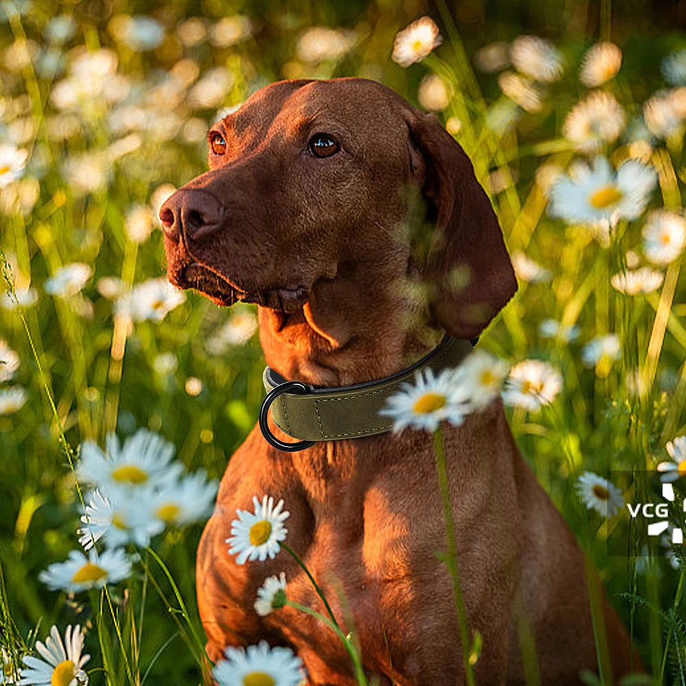 Luksus Polstret Læder Hundehalsbånd