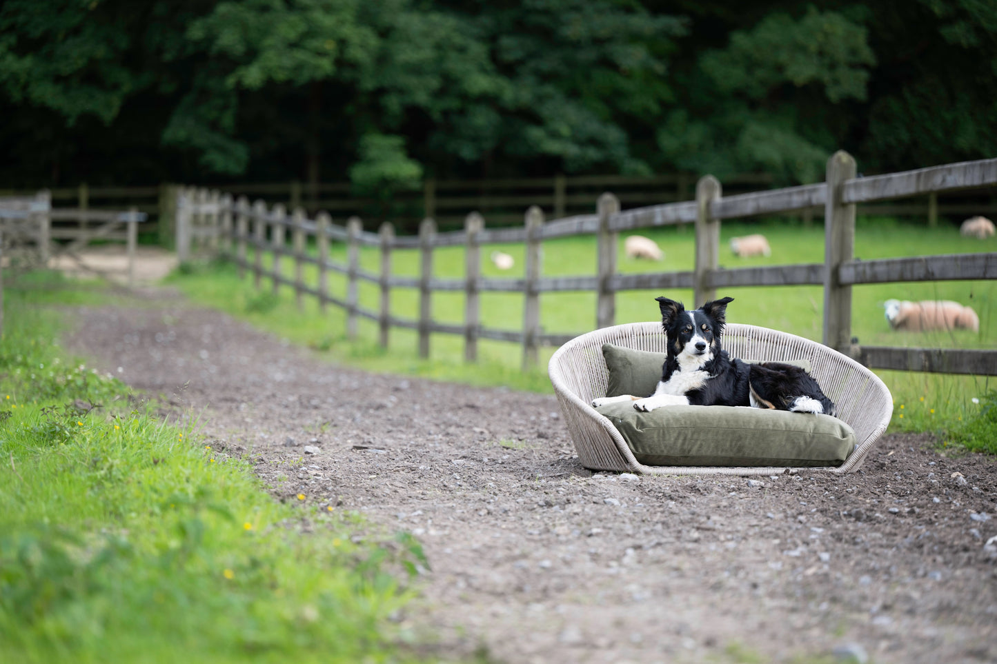 Vogue Dog Bed - Oxford Collection